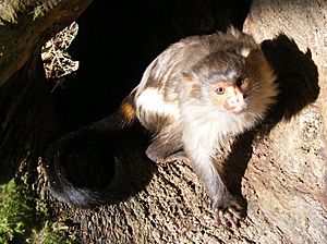Archivo:Black-tailed marmoset