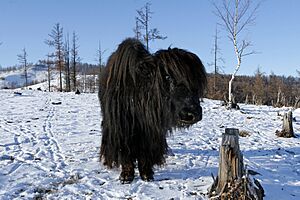Archivo:Bos mutus - panoramio