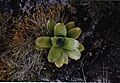 Brocchinia (tatai??)