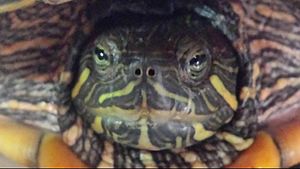 Archivo:Cabeza de tortuga galápago