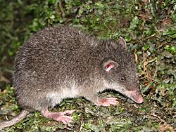 Caenolestes sangay. Foto Jorge Brito.jpg