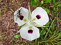 Calochortus eurycarpus - Flickr 003