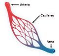 Capillary system CERT esp