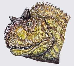 Archivo:Carnotaurus head