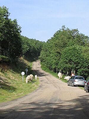 Archivo:Carretera La Acebeda- Robregordo (Madrid)