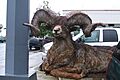 Cascade Idaho, Bighorn Ram, Recycled Barbed Wire Sculpture - panoramio