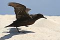 Christmas shearwater takeoff