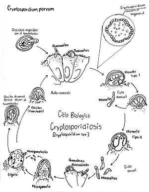 Archivo:Ciclo biológico de cryptosporidium parvum