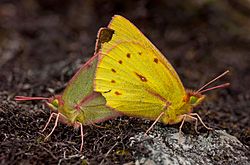 Colias dimera copulating.jpg