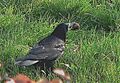 Corvus frugilegus1