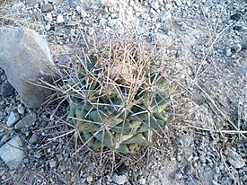 Coryphantha poselgeriana 3.jpg