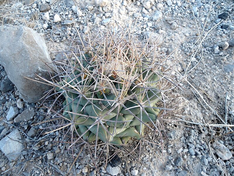 Coryphantha poselgeriana 3