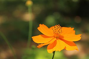 Archivo:Cosmos sulphureus by Saivishal