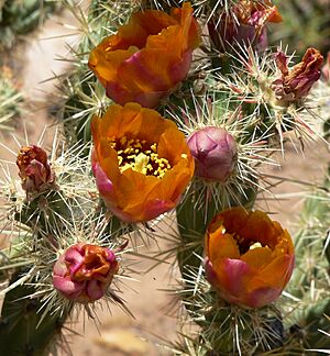 Archivo:Cylindropuntia acanthocarpa var coloradensis 10
