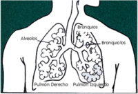 Archivo:Diagrama pulmón
