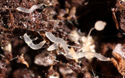 Dictyostelium discoideum slug 4.tif