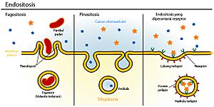 Archivo:Endocytosis types (id)