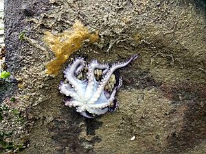 Archivo:Enteroctopus megalocyathus1