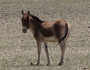 Archivo:Equus kiang - Changtang