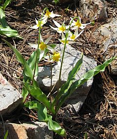 Archivo:Erythronium purpurascens 01