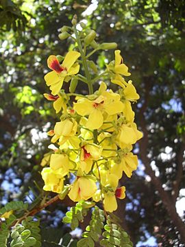 Archivo:Flowers of Brazilwood, in Brasília 2