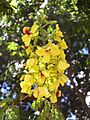 Flowers of Brazilwood, in Brasília 2
