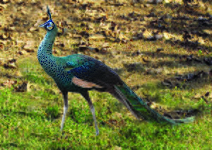 Archivo:Green Peafowl Pavo muticus Manipur by Raju Kasambe.