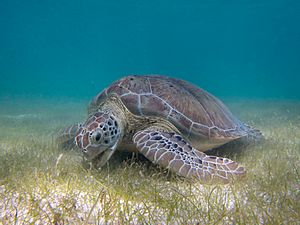 Archivo:Green Sea Turtle grazing seagrass