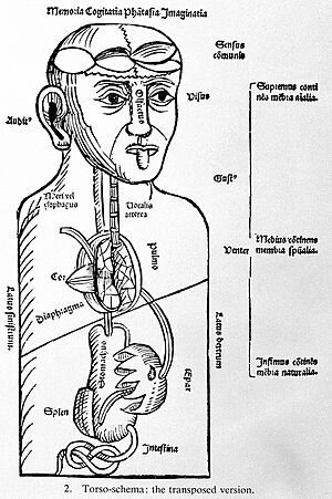 Archivo:Human torso. Wellcome L0001287