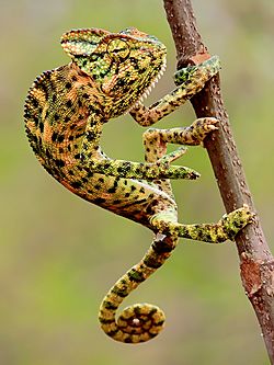 Indian Chameleon (Chamaeleo zeylanicus) Photograph By Shantanu Kuveskar.jpg
