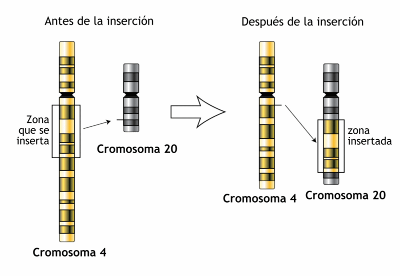 Insertion-genetics-es