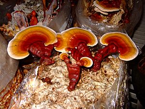 Archivo:Jreishi2