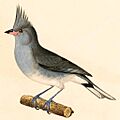 Lophospingus griseocristatus 1847