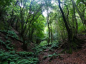 Archivo:Los Tilos, La Palma