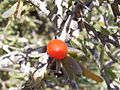 Lycium intrincatum (fruto)