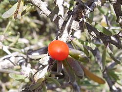 Archivo:Lycium intrincatum (fruto)