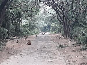 Archivo:Malcha forest in Delhi 03