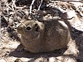 Microcavia Australis