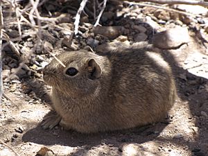 Microcavia Australis.jpg