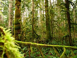 Archivo:Mossy trees Vancouver Island