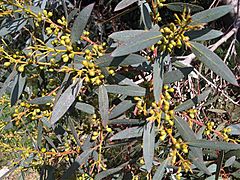 Archivo:Myrtales - Eucalyptus dalrympleana 12