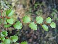 NothofagusMenziesii003