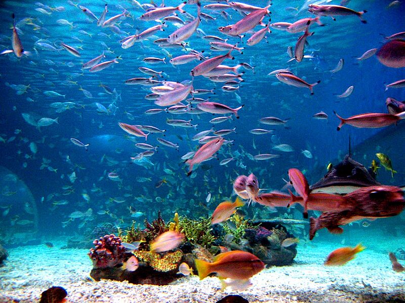 Ocean park wiki