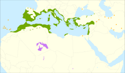 Carta de distribución, con Olea europaea europaea en verde
