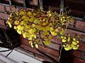Oncidium cebolleta0