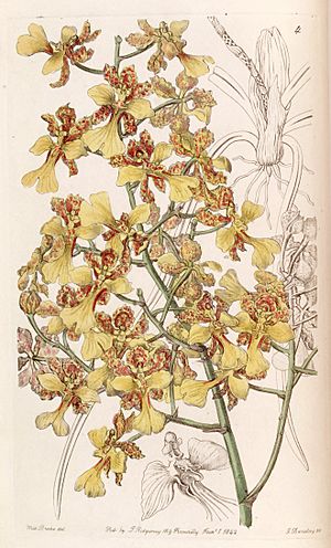 Archivo:Oncidium cebolleta or Trichocentrum cebolleta - Edwards vol 28 (NS 5) pl 4 (1842)
