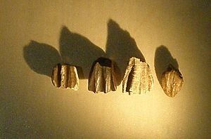 Archivo:Ouranosaurus teeth