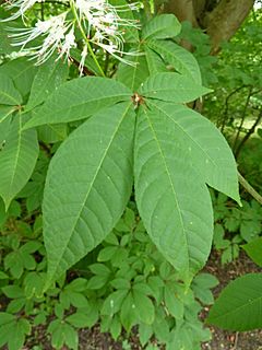 Archivo:P1000653 Aesculus parviflora (Bottlebrush Buckeye) (Hippocastanaceae) Leaf