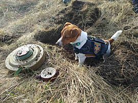 Archivo:Patron, dog mascot of the State Emergency Service of Ukraine