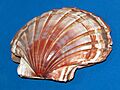 Pectinidae - Pecten albicans